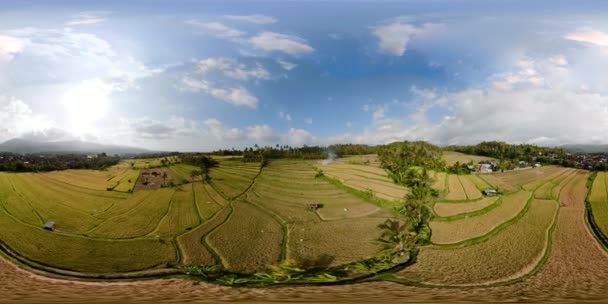 Pirinç terasları ve Endonezya vr360 tarım arazisi — Stok video