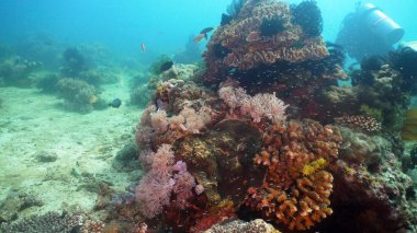 Mercan ve tropikal balık. Filipinler, Mindoro.