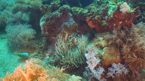 Clownfish Anémone en actinie . — Photo