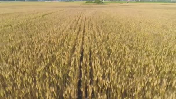 Campo di grano giallo — Video Stock