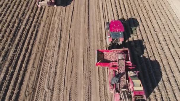 Récolte des pommes de terre au champ — Video