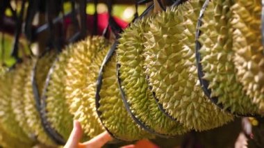 El olgun durian alır. Durian meyve pazarında Satılık