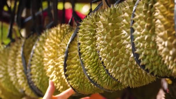 女性的手选择成熟的榴莲 榴莲水果在市场上出售 — 图库视频影像