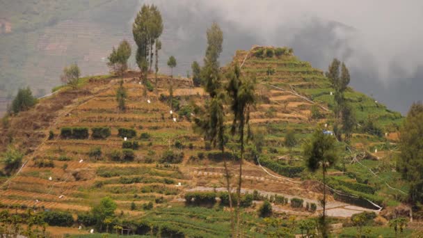 Paesaggio tropicale con terreni agricoli in montagna — Video Stock