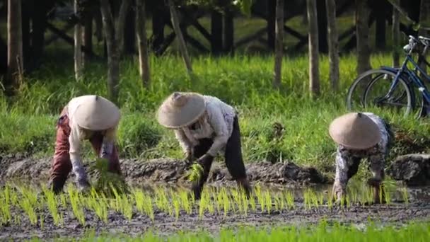 Agricultores estão plantando arroz — Vídeo de Stock
