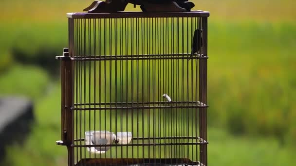 Εξωτικό πουλί σε κλουβί — Αρχείο Βίντεο