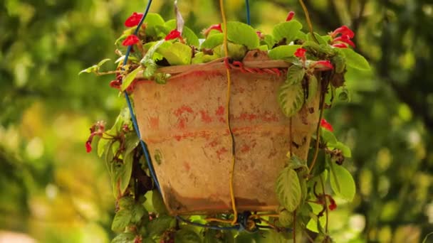 Planta en maceta tropical — Vídeos de Stock