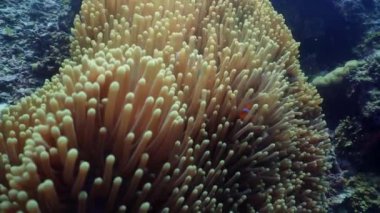 Mercan resifi ve tropikal balıklar