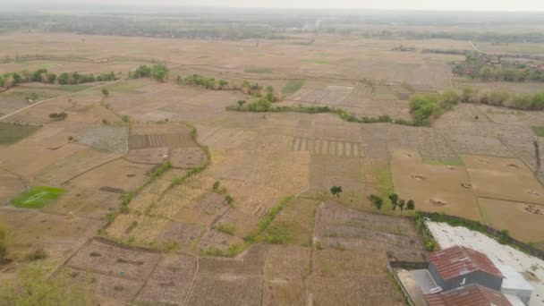 Сельскохозяйственный ландшафт Индонезии. — стоковое видео