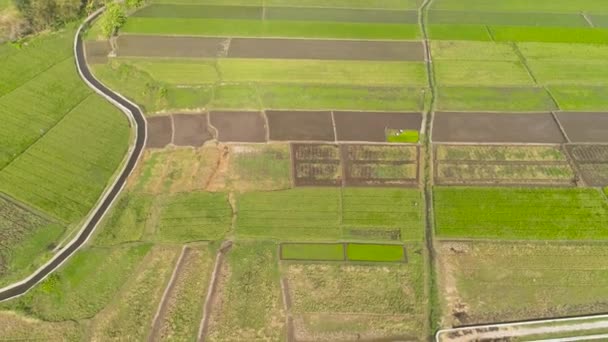 Рисове поле і сільськогосподарські угіддя в Індонезії. — стокове відео