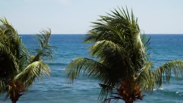 Palmeras y cielo azul — Vídeo de stock