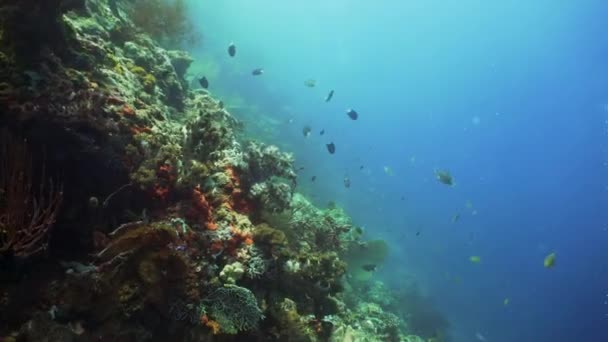 Arrecife de coral y peces tropicales — Vídeos de Stock