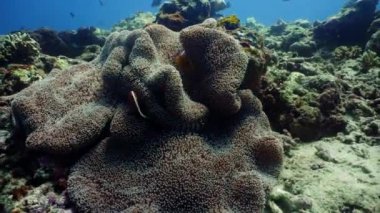 Mercan resifi ve tropikal balıklar