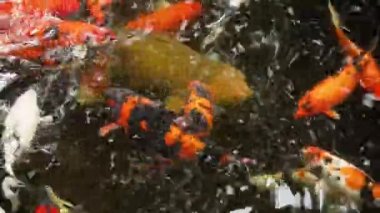 Havuzdaki renkli balıklar.