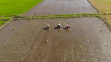 Çiftçiler pirinç ekiyor.