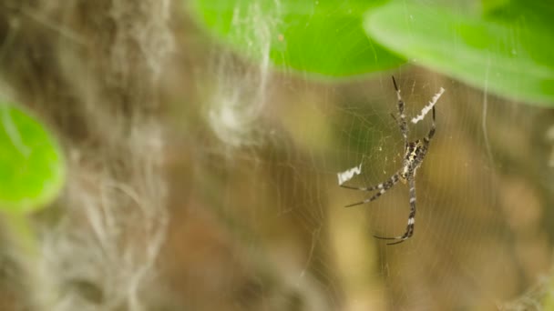 araignée sur la toile