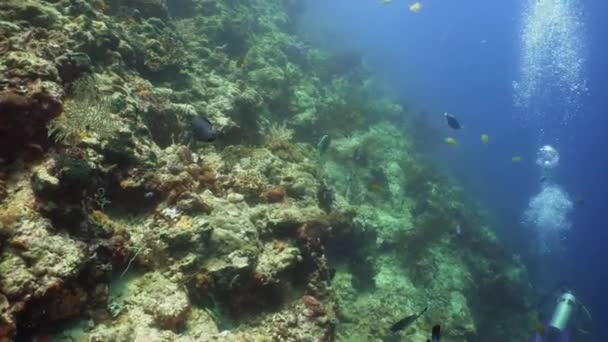 Korallenriff und tropische Fische — Stockvideo