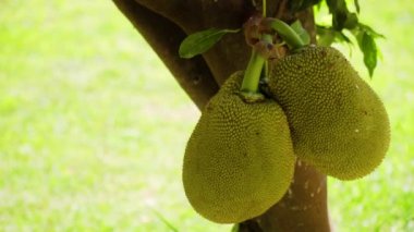 Jackfruit Tree ve genç Jackfruit. Ağaç dalı Jack meyveleriyle dolu..
