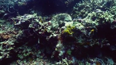 mercan ve deniz hıyarı