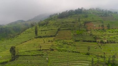 Dağlarda tarım arazileri olan tropikal manzaralar