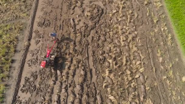 Agricultor em indonésia de campo de arroz — Vídeo de Stock