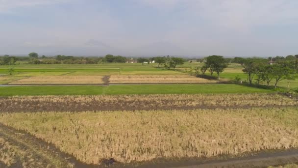 Reisfeld und landwirtschaftliche Flächen in Indonesien — Stockvideo
