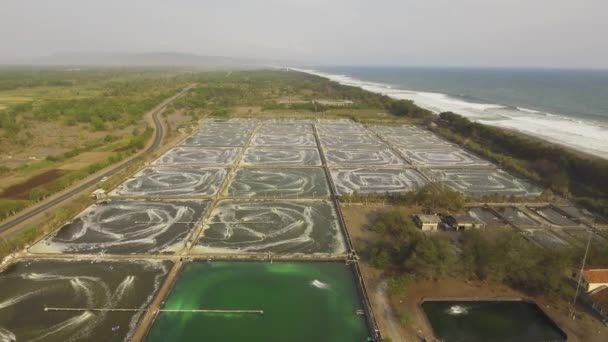 Élevage de crevettes en indonésie — Video