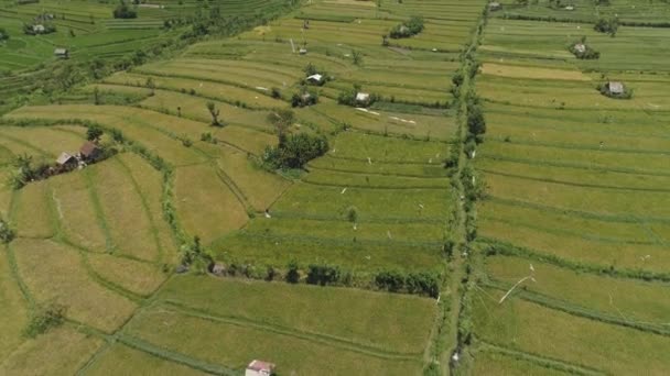 Рисовые террасы и сельскохозяйственные угодья в Индонезии — стоковое видео