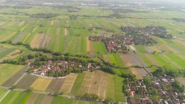 Campos de arroz e terras agrícolas na indonésia — Vídeo de Stock