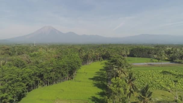 Рисовые террасы и сельскохозяйственные угодья в Индонезии — стоковое видео