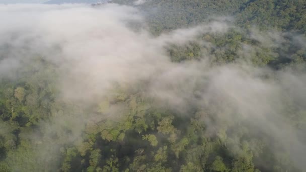 Paysage tropical forêt tropicale et montagnes — Video