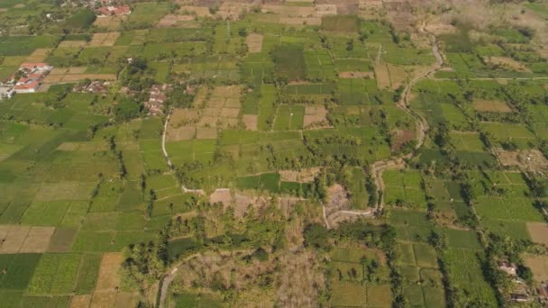 Landwirtschaftliche Flächen in Indonesien — Stockvideo