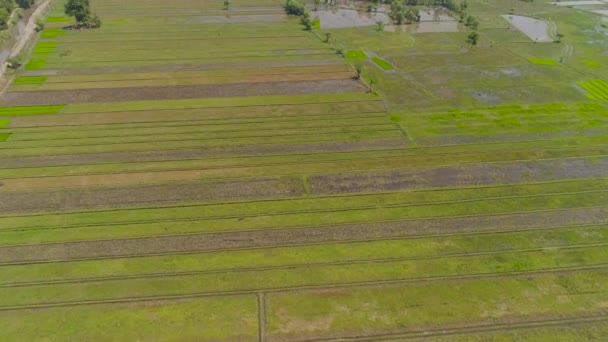 Rijstveld en landbouwgrond in Indonesië — Stockvideo