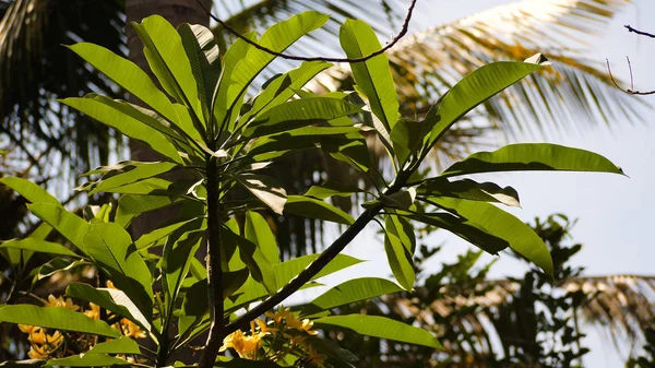 Tropical vegetation in indonesia — Stock Photo, Image