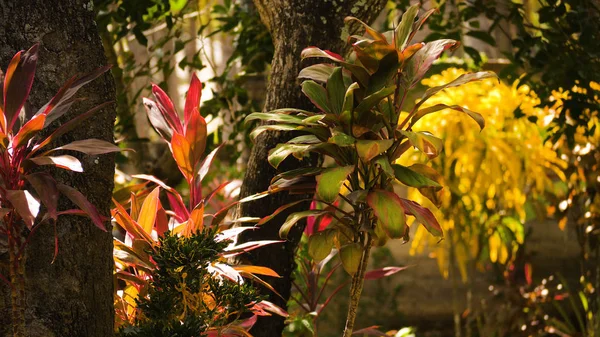 Vegetação tropical na indonésia — Fotografia de Stock