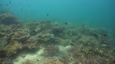 Mercan ve tropikal balık. Filipinler, Mindoro.