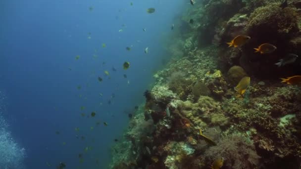 珊瑚礁和热带鱼类 — 图库视频影像