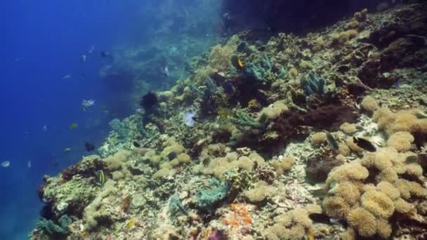 Barriera corallina e pesci tropicali — Video Stock