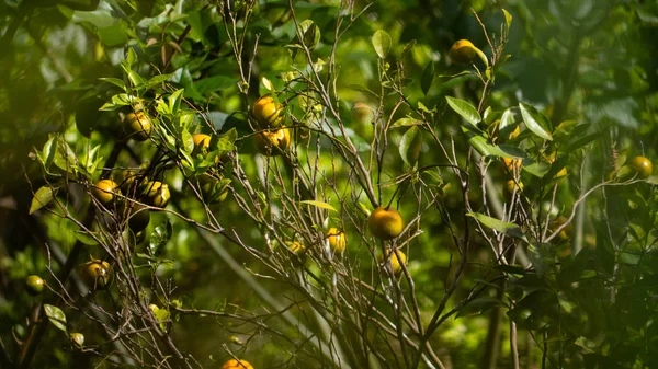 Mandarinier en indonésie — Photo
