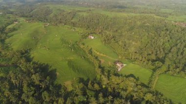 Endonezya 'da tarım arazisi olan pirinç tarlaları