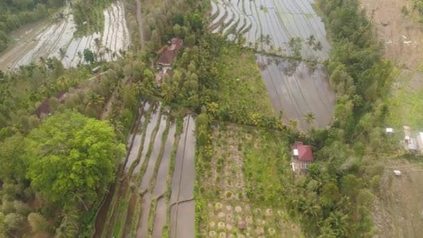 Tropische Landschaft mit landwirtschaftlichen Flächen in Indonesien — Stockvideo