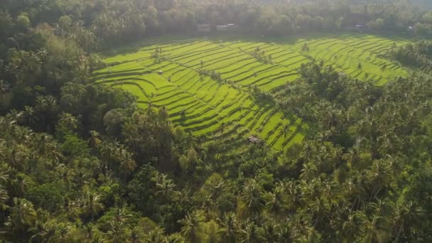 Terrazze di riso e terreni agricoli in indonesia — Video Stock