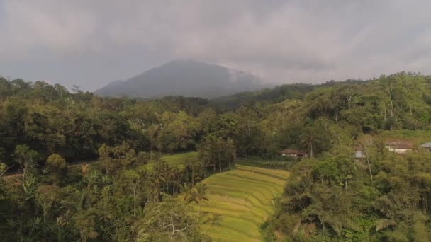 Tierras de cultivo y aldea Bali, Indonesia. — Vídeos de Stock