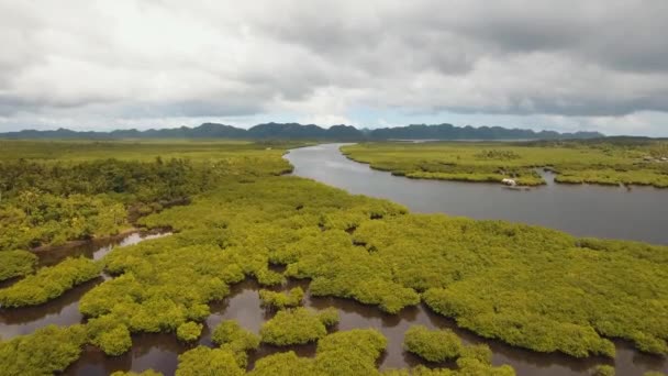 Mangroveskog i Asien — Stockvideo