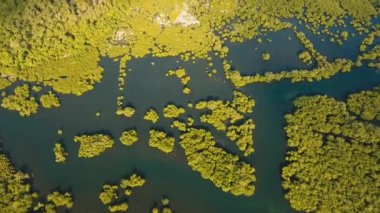 Asya 'daki Mangrove Ormanı