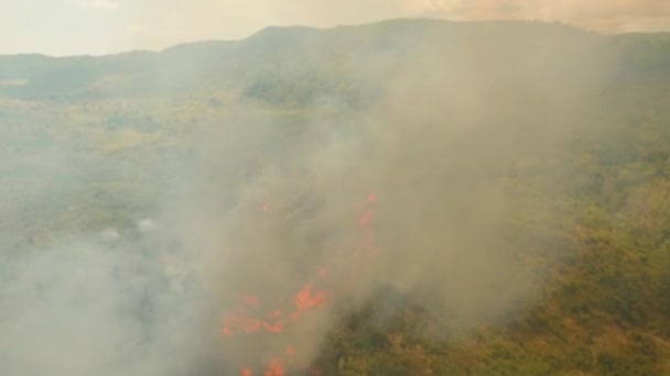 Fuego en un arbusto tropical — Vídeo de stock