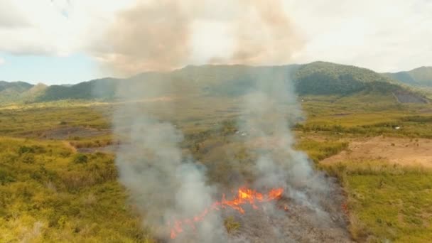 Fire in a tropical bush — Stock Video