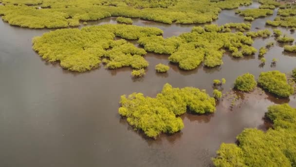 Floresta de mangue na Ásia — Vídeo de Stock