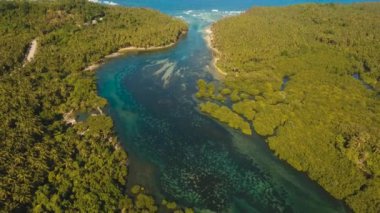 Asya 'daki Mangrove Ormanı