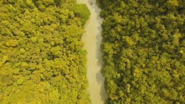 Yağmur ormanlarında Filipinler, Bohol Nehri.